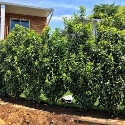 Bay Gardens Laurel 'Mariblon' 16 Bay Gardens Laurel 'Mariblon'