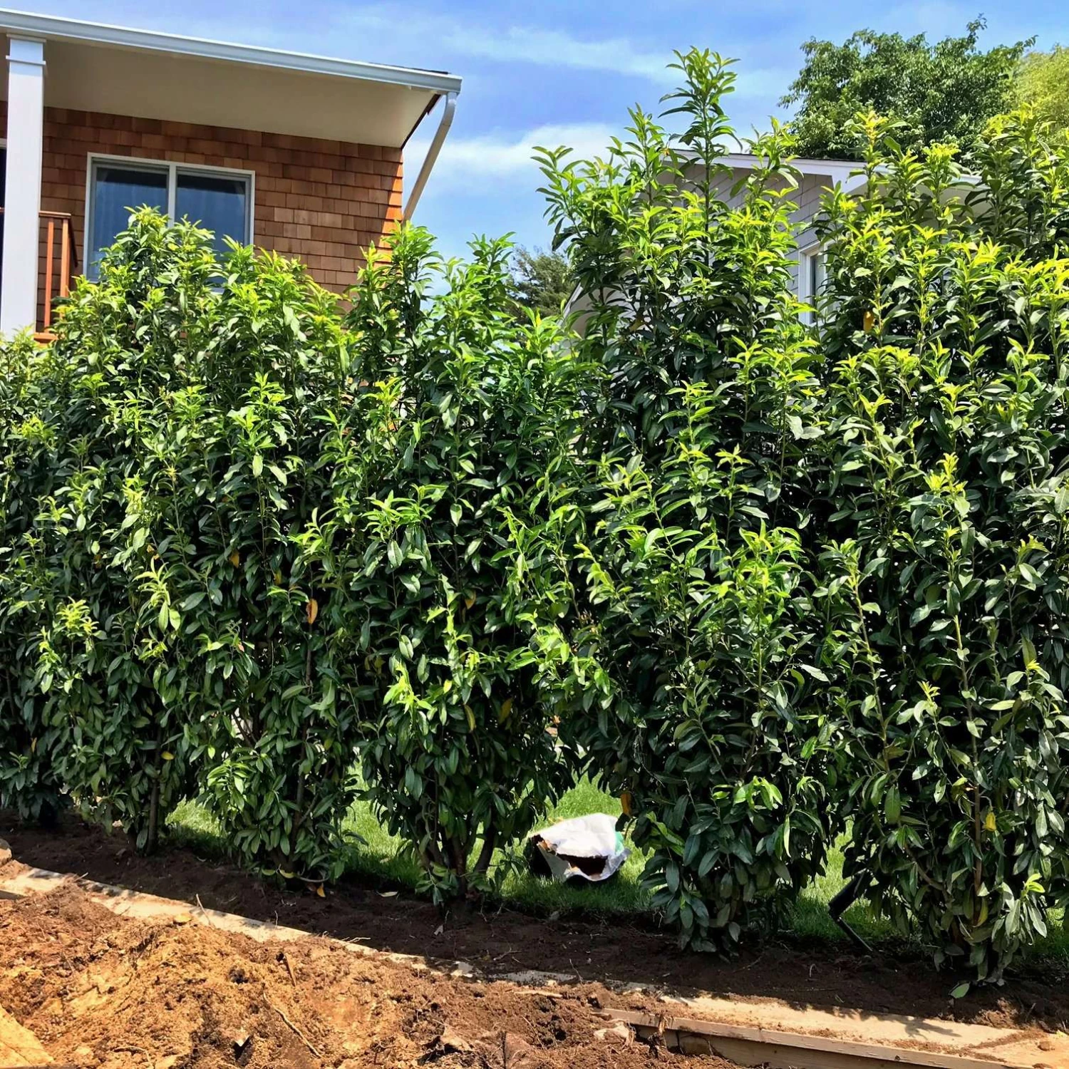 Bay Gardens Laurel 'Mariblon' 5 Bay Gardens Laurel 'Mariblon'