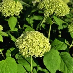 Bay Gardens NY Hydrangea Arborescens 'Annabelle' Flowering Shrubs