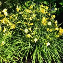 Bay Gardens Perennials Daylily Hemerocallis X 'Happy Returns' 9 Bay Gardens Perennials Daylily Hemerocallis X 'Happy Returns'