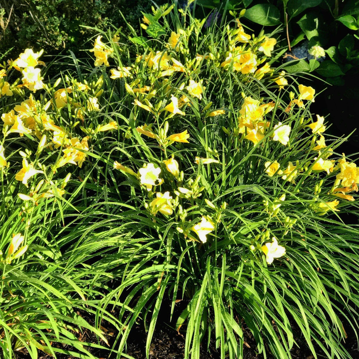 Bay Gardens Perennials Daylily Hemerocallis X 'Happy Returns' 5 Bay Gardens Perennials Daylily Hemerocallis X 'Happy Returns'