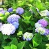Bay Gardens NY Hydrangea ES 'Endless Summer' Flowering Shrubs 1 Bay Gardens NY Hydrangea ES 'Endless Summer' Flowering Shrubs