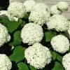 Bay Gardens NY Hydrangea Arborescens 'Annabelle' Flowering Shrubs
