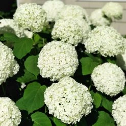 Bay Gardens NY Hydrangea Arborescens 'Annabelle' Flowering Shrubs