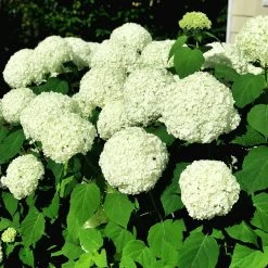 Bay Gardens NY Hydrangea Arborescens 'Annabelle' Flowering Shrubs