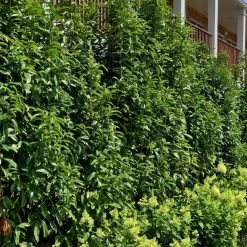 Bay Gardens Laurel 'Mariblon' 19 Bay Gardens Laurel 'Mariblon'