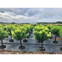 Bay Gardens Hydrangea Paniculata 'Limelight Tree Form'