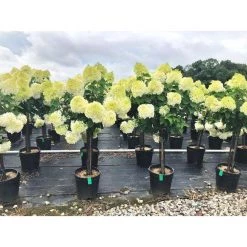 Bay Gardens Hydrangea Paniculata 'Limelight Tree Form'