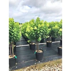 Bay Gardens Hydrangea Paniculata 'Limelight Tree Form'