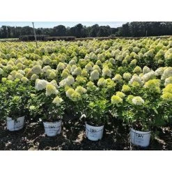 Bay Gardens Hydrangea Paniculata 'Limelight'