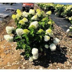 Bay Gardens Hydrangea Paniculata 'Limelight'