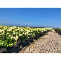 Bay Gardens Hydrangea Paniculata 'Limelight Tree Form'