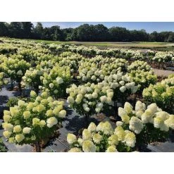 Bay Gardens Hydrangea Paniculata 'Limelight Tree Form'