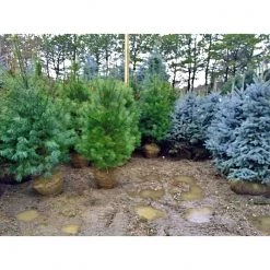 Bay Gardens White Pine Privacy Plants