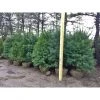 Bay Gardens White Pine Privacy Plants 1 Bay Gardens White Pine Privacy Plants