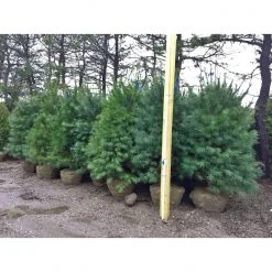 Bay Gardens White Pine Privacy Plants