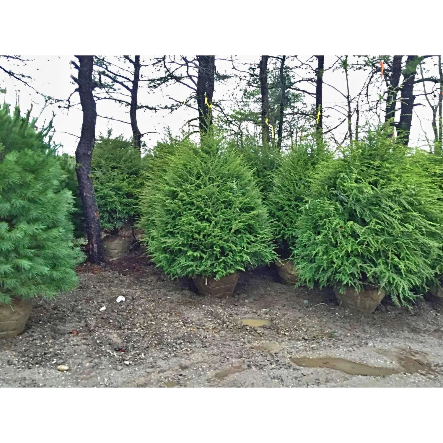 Bay Gardens Hemlock 3 Bay Gardens Hemlock