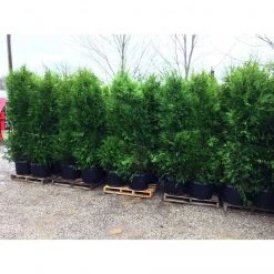 Bay Gardens Arborvitae 'Excelsa' Privacy Plants