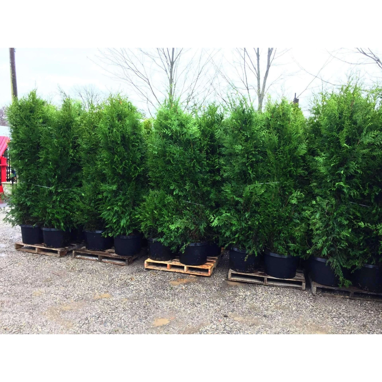 Bay Gardens Arborvitae 'Excelsa' Privacy Plants 4 Bay Gardens Arborvitae 'Excelsa' Privacy Plants