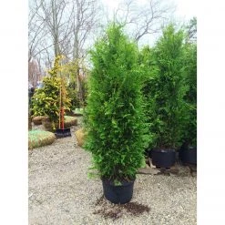 Bay Gardens Arborvitae 'Excelsa' Privacy Plants 10 Bay Gardens Arborvitae 'Excelsa' Privacy Plants