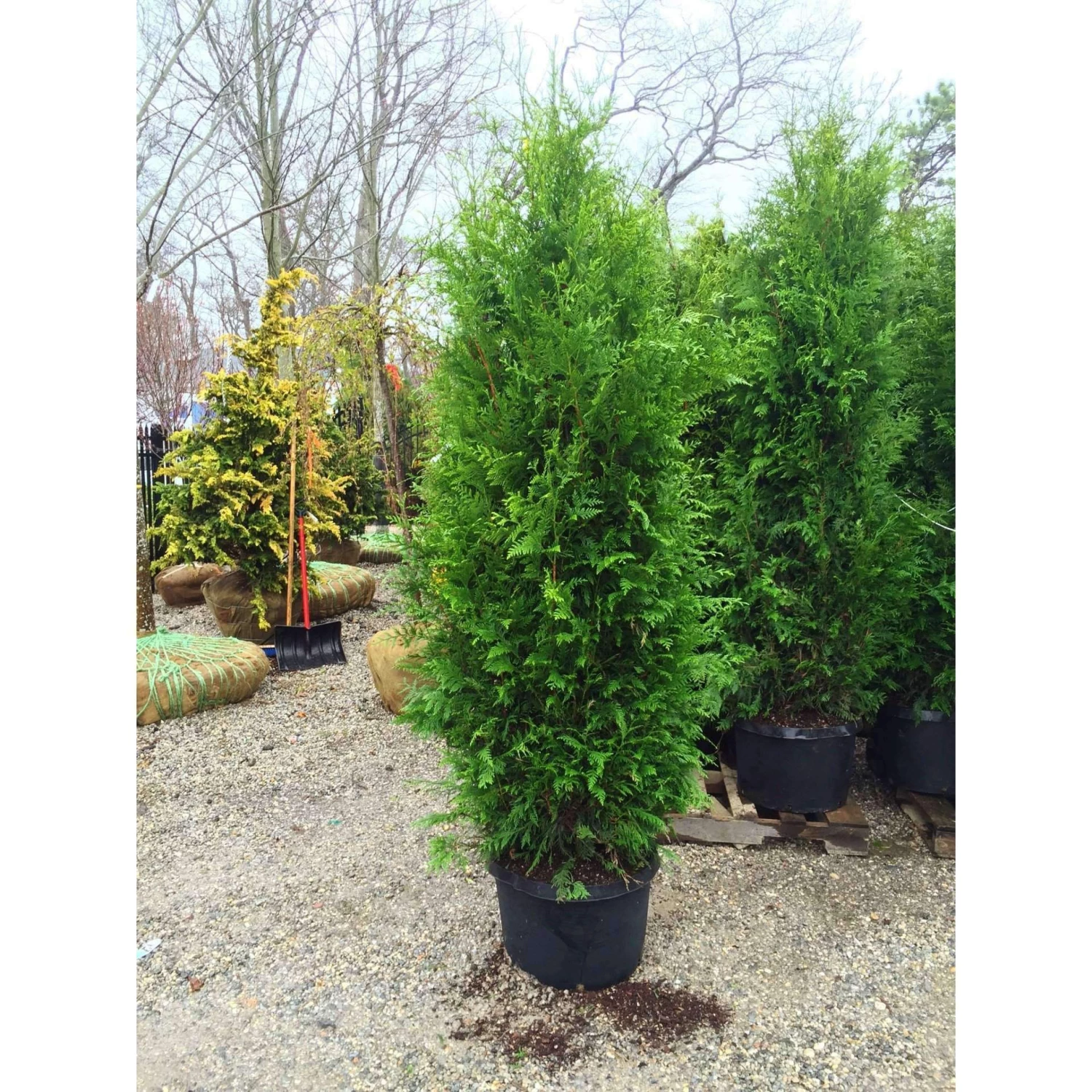 Bay Gardens Arborvitae 'Excelsa' Privacy Plants 5 Bay Gardens Arborvitae 'Excelsa' Privacy Plants