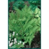 Bay Gardens Fern 'Athyrium Filix-femina (Lady)' Deer Resistant Plants