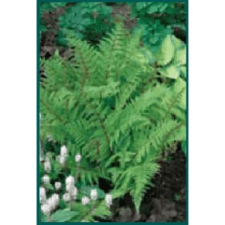 Bay Gardens Fern 'Athyrium Filix-femina (Lady)' Deer Resistant Plants