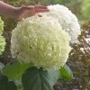 Bay Gardens NY Hydrangea Arborescens 'Incrediball' Flowering Shrubs