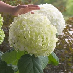Bay Gardens NY Hydrangea Arborescens 'Incrediball' Flowering Shrubs