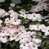 Bay Gardens NY Dogwood Flowering 'Stellar Pink'