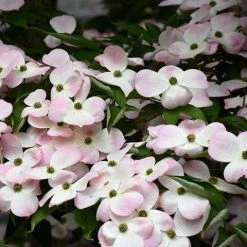 Bay Gardens NY Dogwood Flowering 'Stellar Pink'