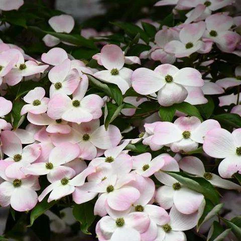 Bay Gardens NY Dogwood Flowering 'Stellar Pink' 3 Bay Gardens NY Dogwood Flowering 'Stellar Pink'