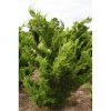 Bay Gardens Ornamental Trees Juniper 'Hollywood'