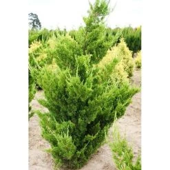 Bay Gardens Ornamental Trees Juniper 'Hollywood'