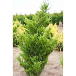 Bay Gardens Ornamental Trees Juniper 'Hollywood'