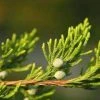 Bay Gardens Privacy Plants Eastern Red Cedar - Juniperus Virginiana 1 Bay Gardens Privacy Plants Eastern Red Cedar - Juniperus Virginiana
