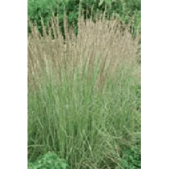 Bay Gardens Grass Calamagrostis X Acutiflora 'Karl Foerster' Deer Resistant Plants 9 Bay Gardens Grass Calamagrostis X Acutiflora 'Karl Foerster' Deer Resistant Plants