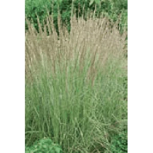 Bay Gardens Grass Calamagrostis X Acutiflora 'Karl Foerster' Deer Resistant Plants 6 Bay Gardens Grass Calamagrostis X Acutiflora 'Karl Foerster' Deer Resistant Plants