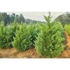 Bay Gardens NY Privacy Plants Leyland Cypress 2 Bay Gardens NY Privacy Plants Leyland Cypress