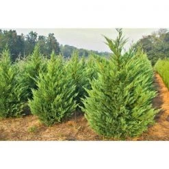 Bay Gardens NY Privacy Plants Leyland Cypress