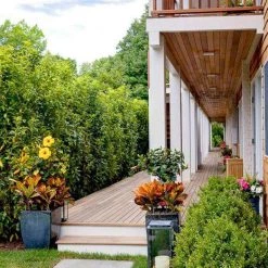 Bay Gardens Laurel 'Mariblon' 21 Bay Gardens Laurel 'Mariblon'