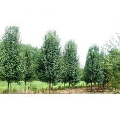 Bay Gardens NY Shade & Flowering Trees Flowering Pear Tree - 'Cleveland Select'