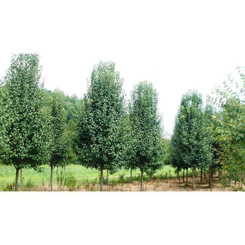 Bay Gardens NY Shade & Flowering Trees Flowering Pear Tree - 'Cleveland Select' 4 Bay Gardens NY Shade & Flowering Trees Flowering Pear Tree - 'Cleveland Select'