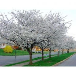 Bay Gardens NY Shade & Flowering Trees Cherry Tree 'Yoshino'