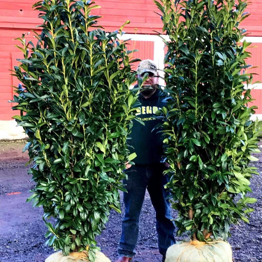 Bay Gardens Laurel 'Mariblon' 14 Bay Gardens Laurel 'Mariblon'