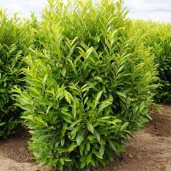 Bay Gardens NY Privacy Plants Laurel 'Skip'