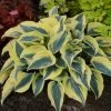 Bay Gardens Hosta 'Shadowland® Autumn Frost' Proven Winners