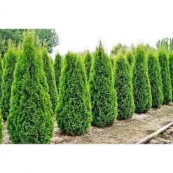 Bay Gardens Arborvitae 'Emerald Green' Privacy Plants