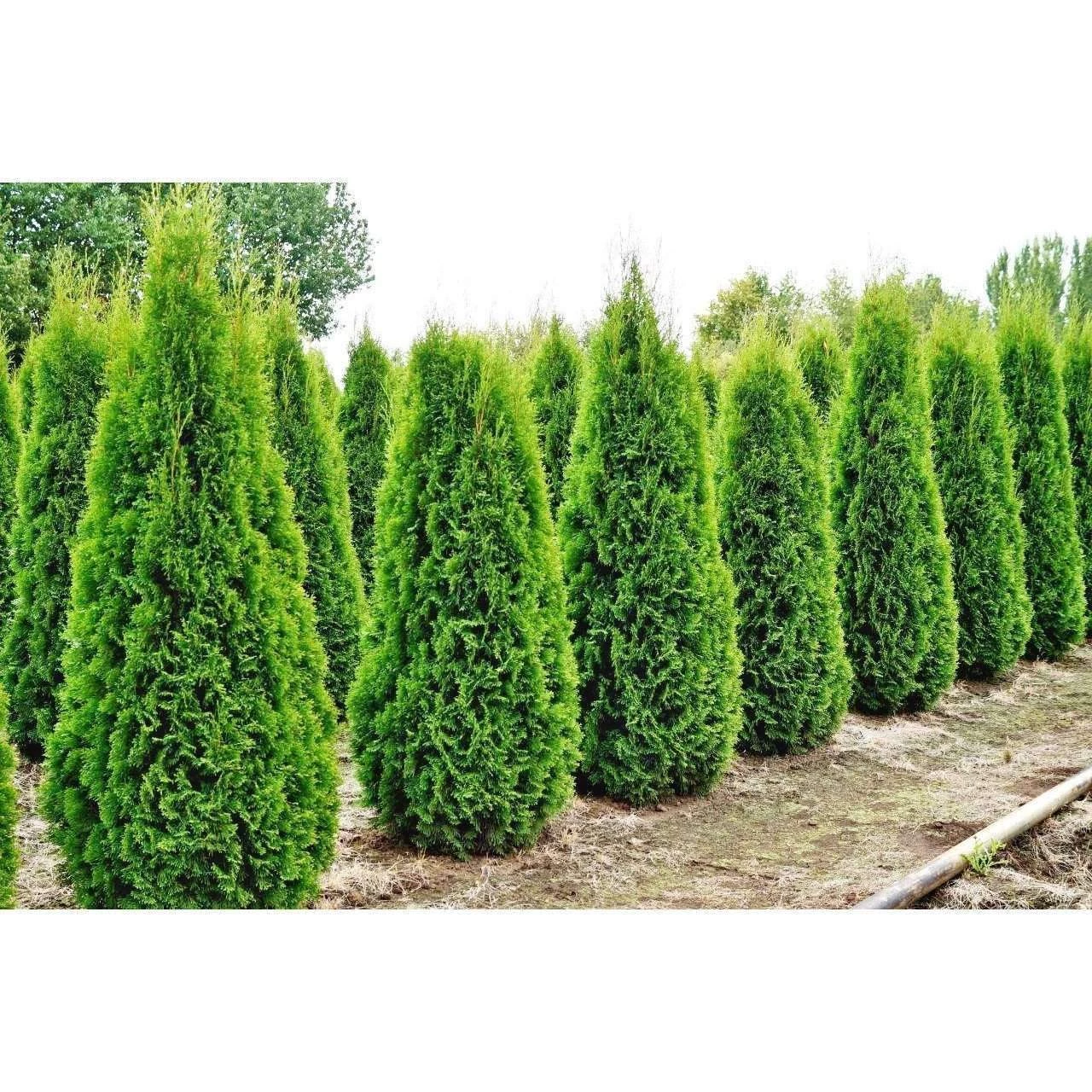 Bay Gardens Arborvitae 'Emerald Green' Privacy Plants 4 Bay Gardens Arborvitae 'Emerald Green' Privacy Plants