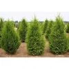 Bay Gardens Arborvitae 'Excelsa' Privacy Plants